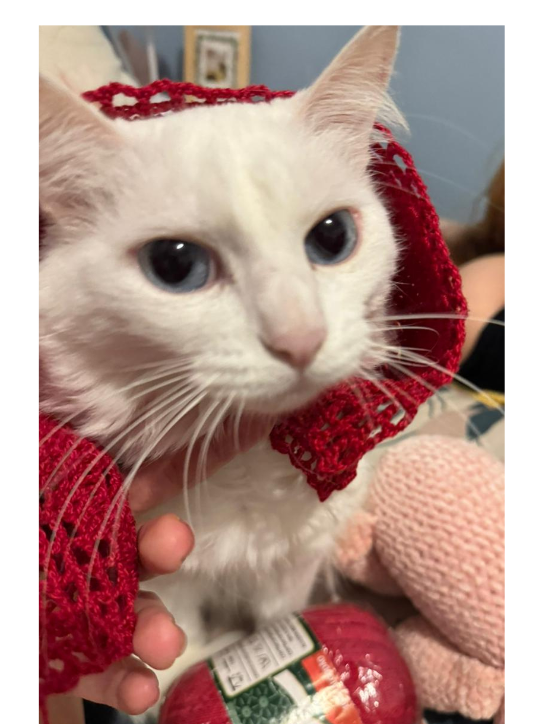 Foto da Lili, a gata inspiração da Silly Cat